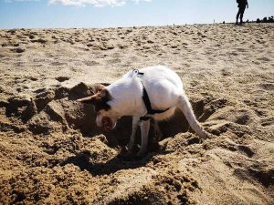 Playa perros Barcelona